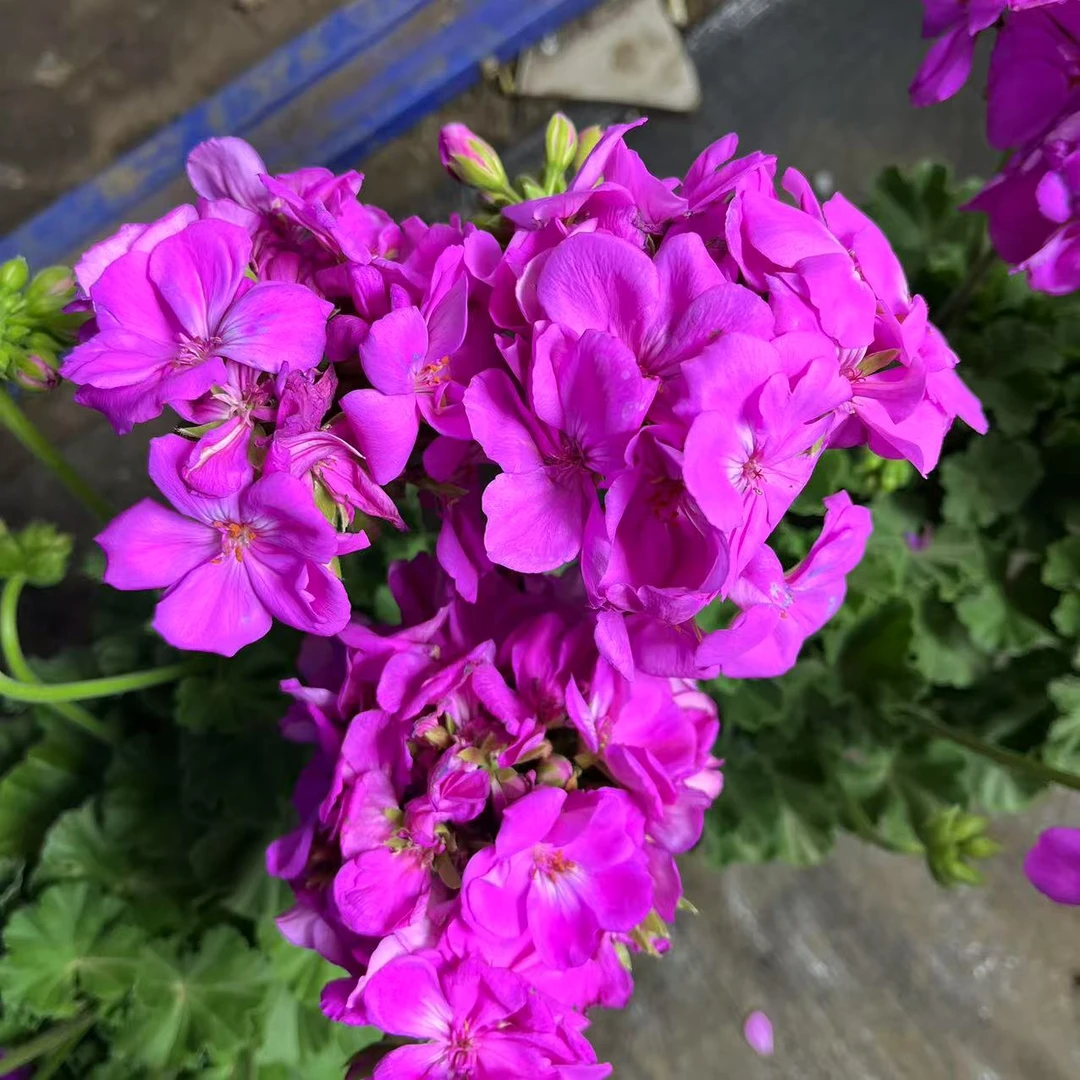 夏日玫瑰天竺葵盆栽带盆土新手好养