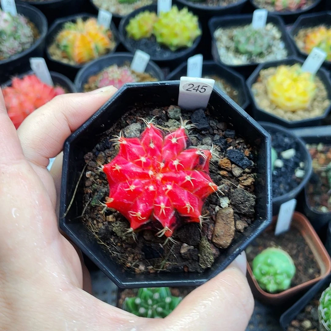 非偏远地区满25包邮仙人球裸根