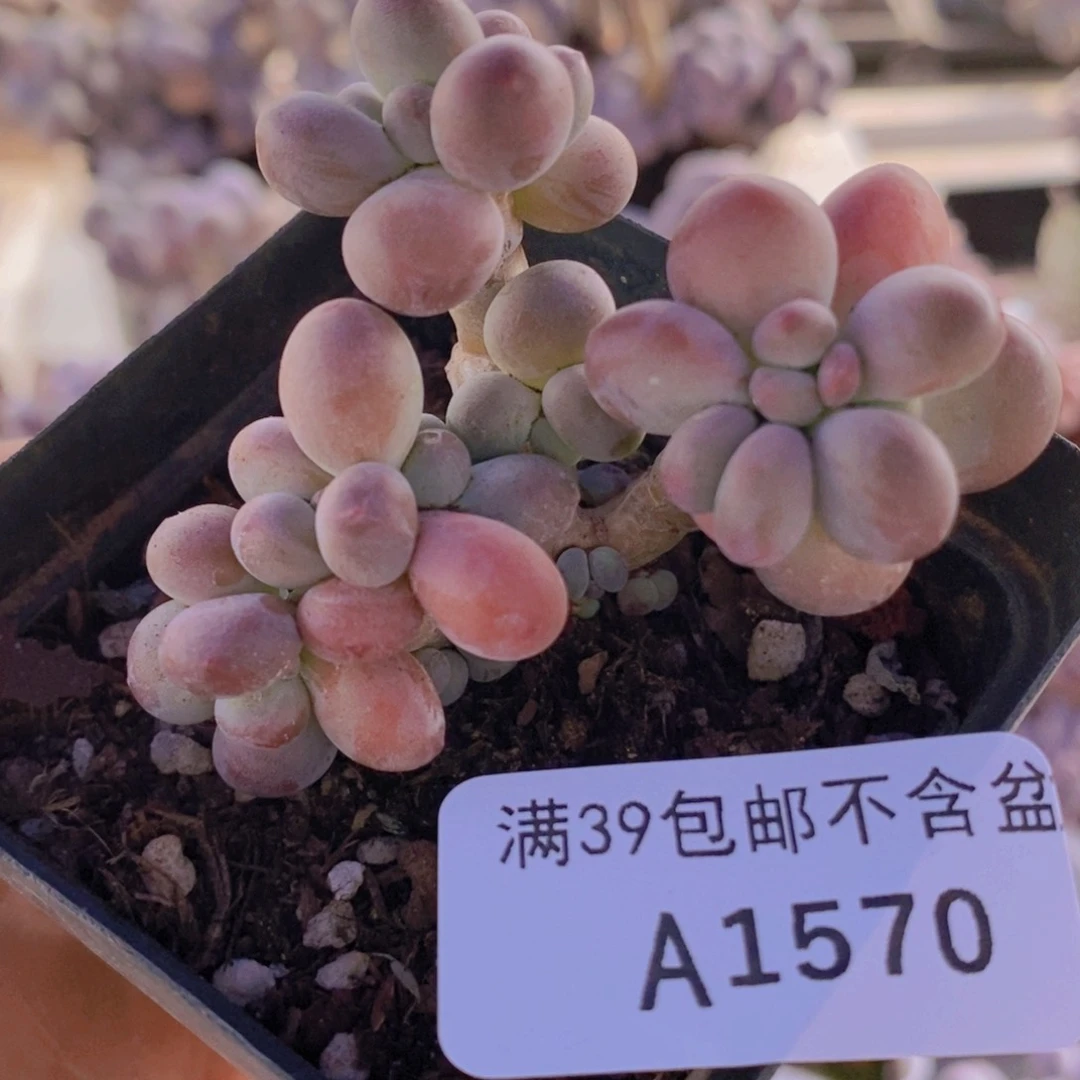 苹果奶6cm1570多肉植物