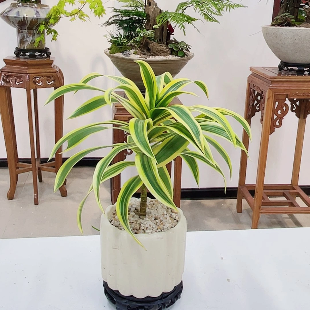 高端绿植一物一拍