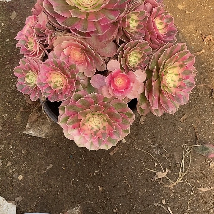 多肉植物倾城830多肉