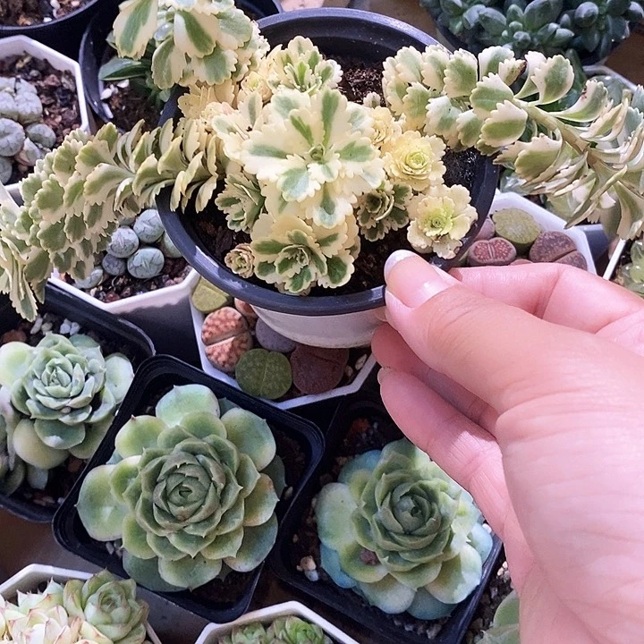 迪斯景35778889998@k