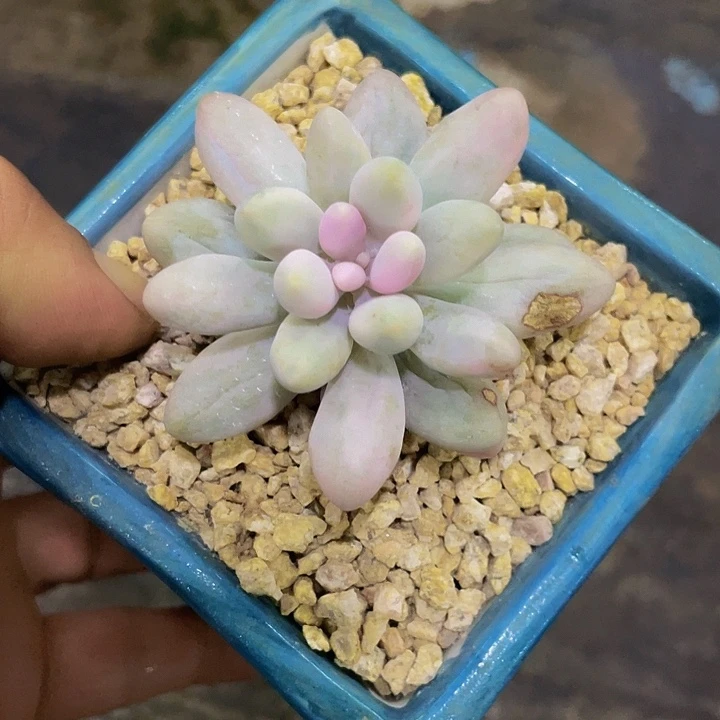 粉恋锦一物一拍哦哦哦