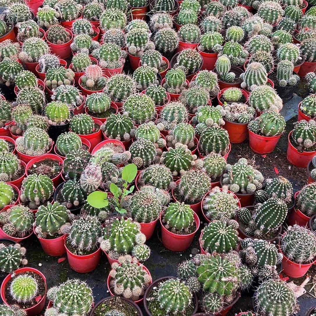 仙人球多肉植物4颗。