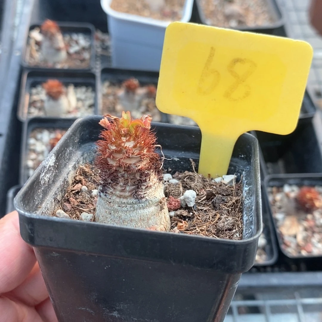 象鼻大戟多肉植物