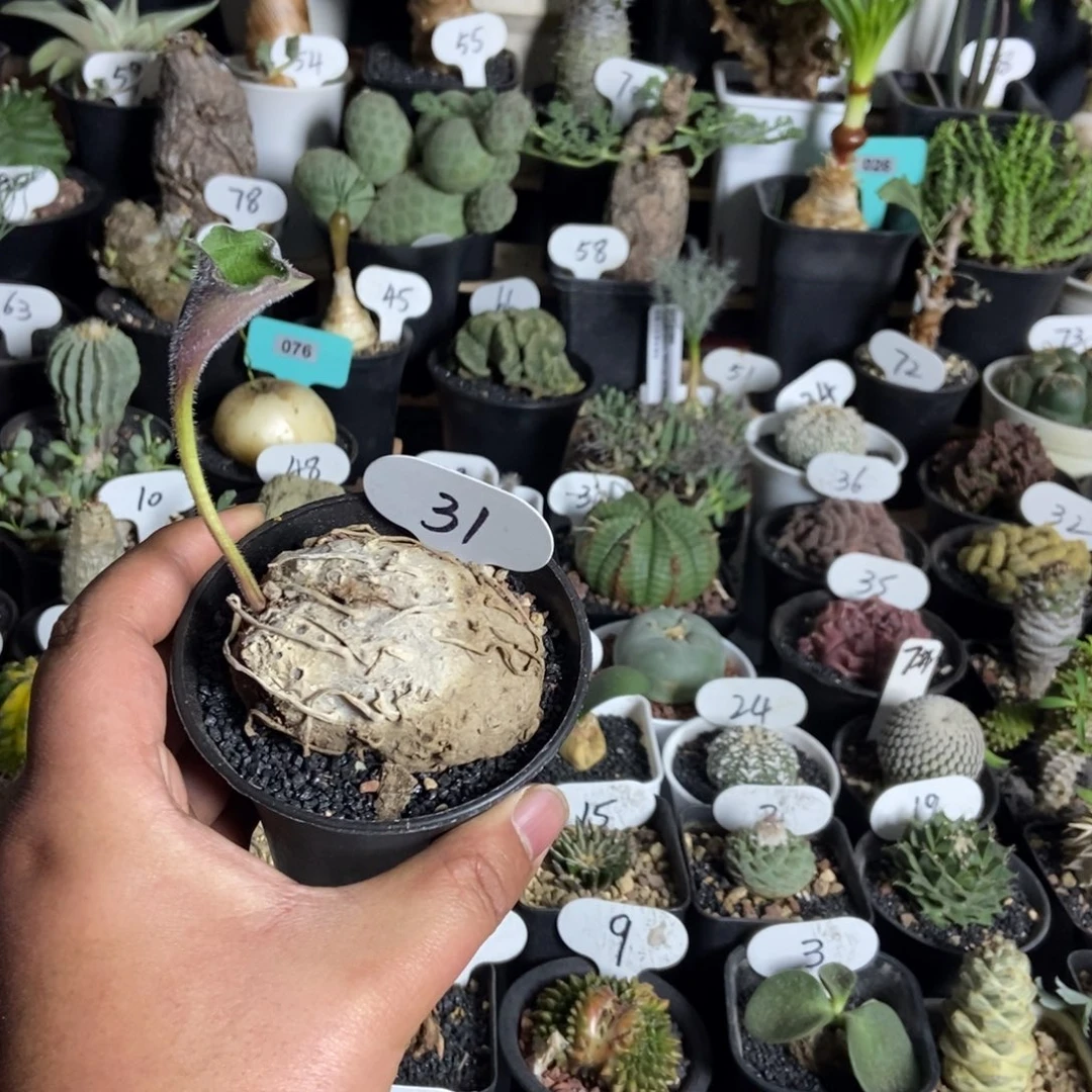 卷叶冰之镜一物一拍