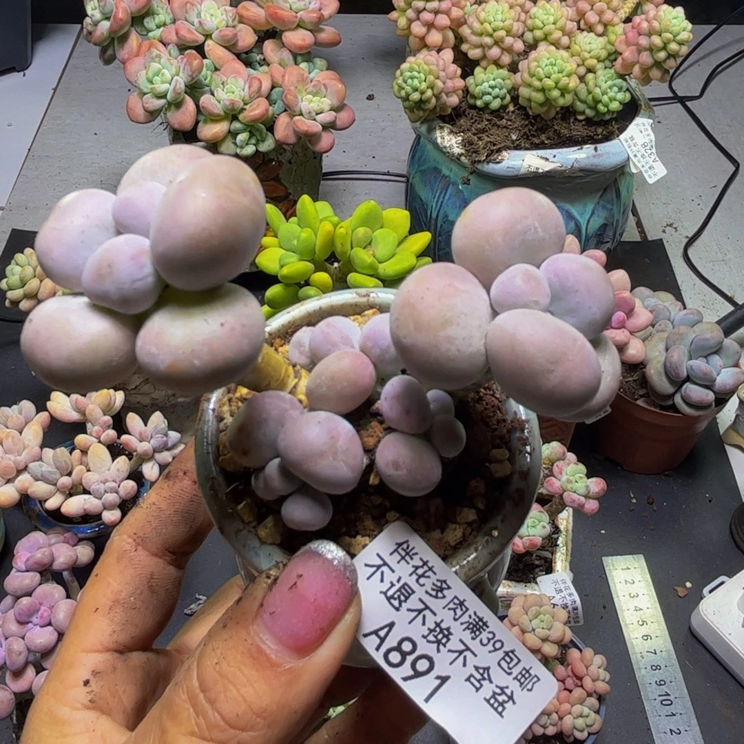 芭比奶酪891/8cm多肉
