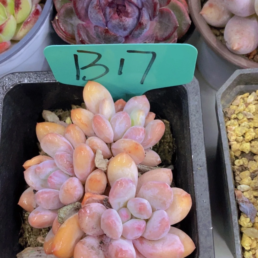 今天开心，精品多肉，一物一拍