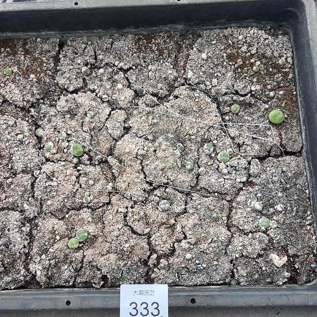 清框脱土发无售后默认有疤。 333