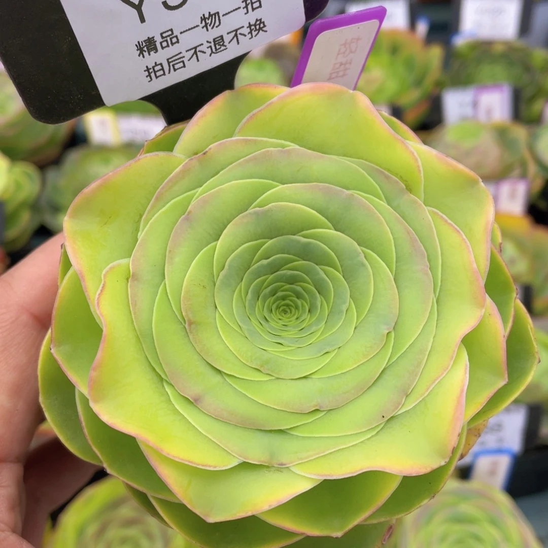 轻甜多肉福利359 一物一拍