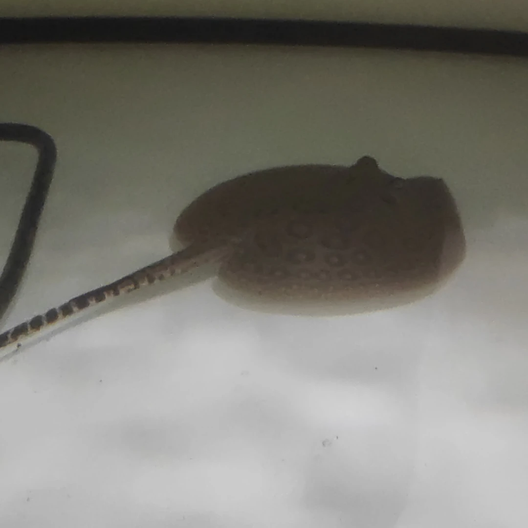 半套魟鱼纯血观赏鱼可与龙鱼混养淡水活体