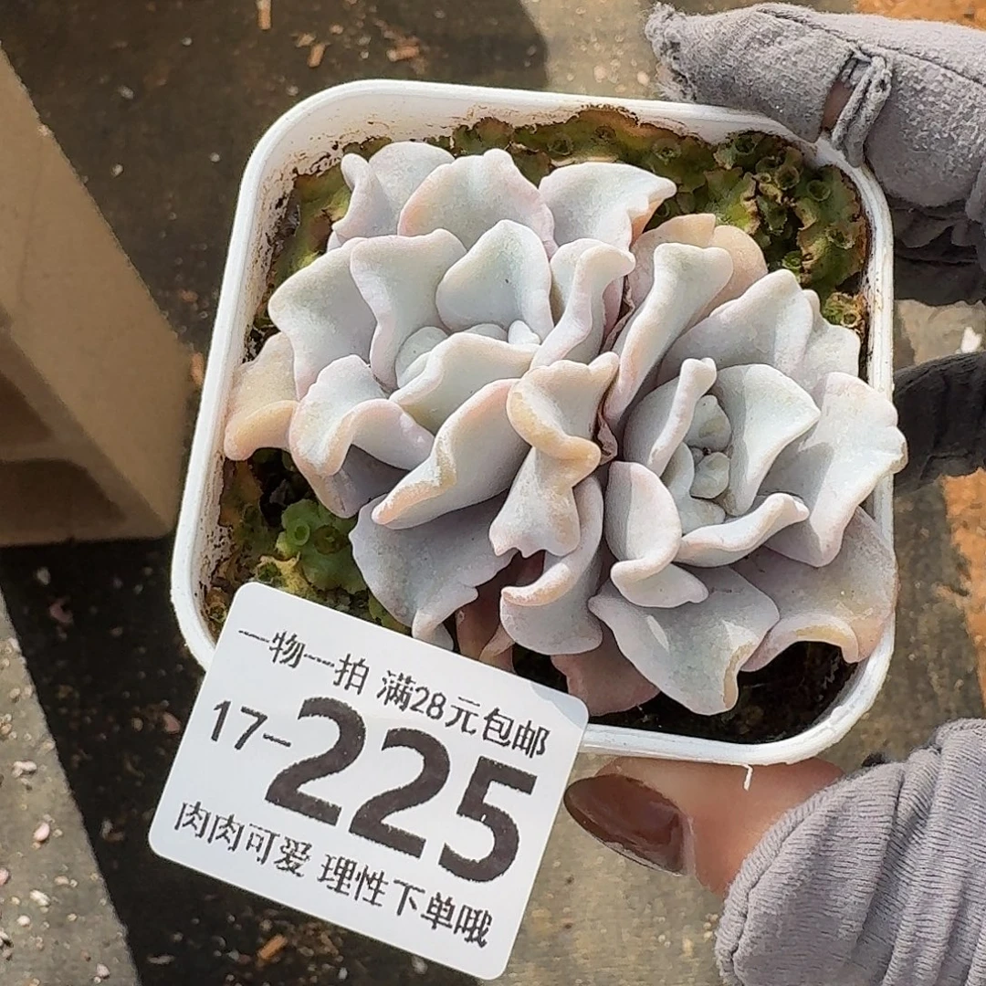 芭蕾舞者无盆土发货