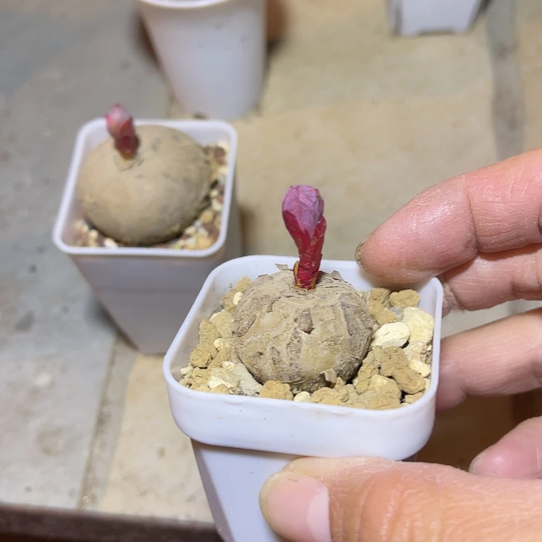 实生玫瑰大戟一物一拍