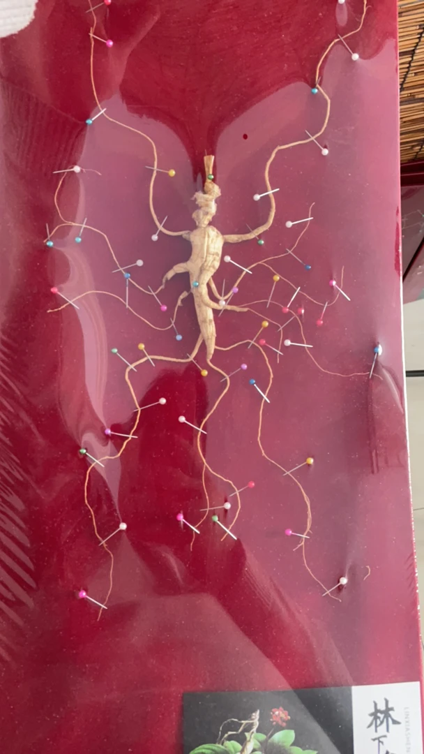 林下参长白山人参礼盒装（一物一拍）