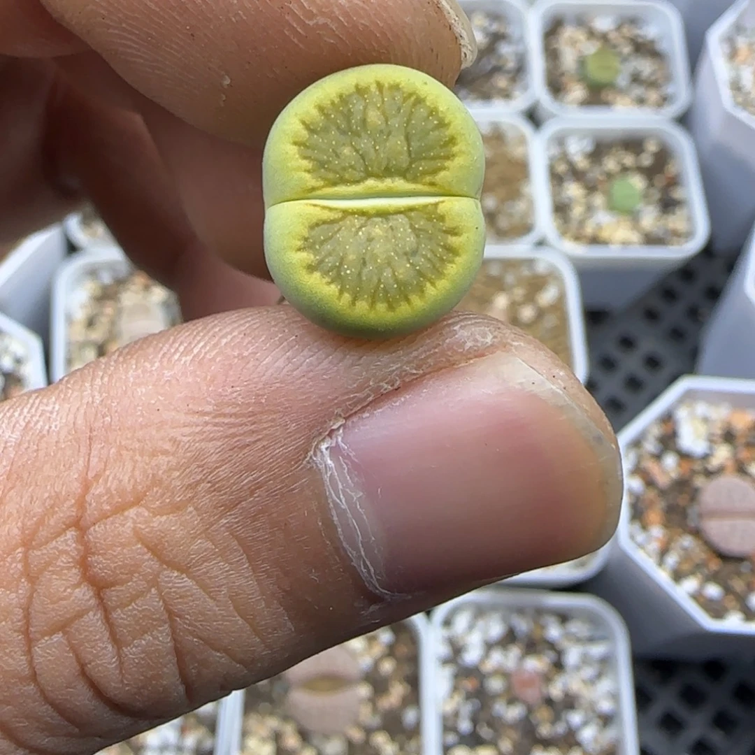 165 生石花大棚直播