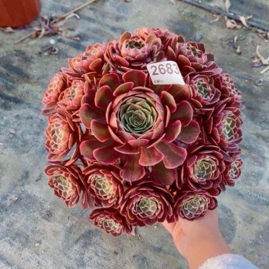 粉花妖2683多肉11111