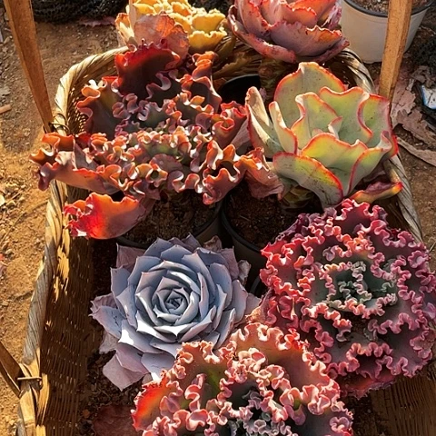 风**默43 号包菜系列 7棵