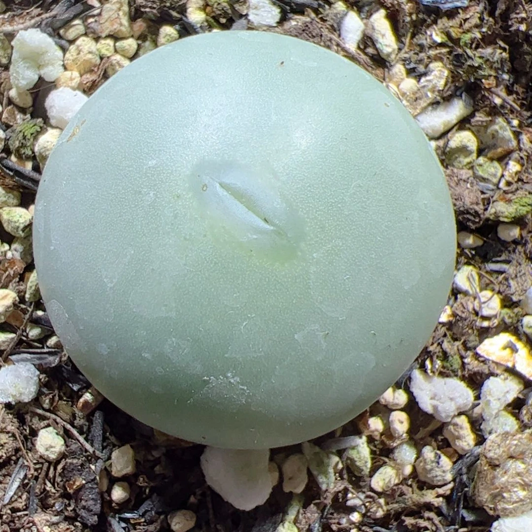 【闪购商品】306 白花大G