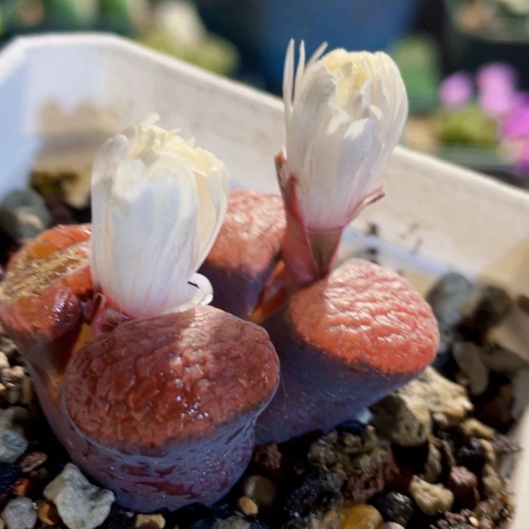 花***軒超级蛋糕植物一物一拍