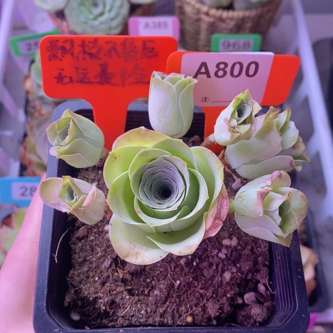 飘枝玫瑰老桩A800 裸根发