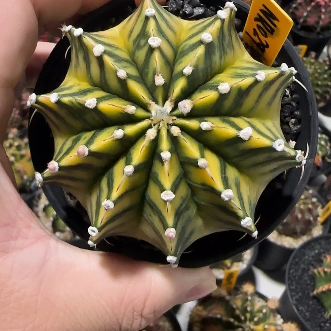 NR029-1224泰国米哈多肉