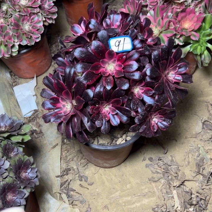 多肉植物凤冠法师91