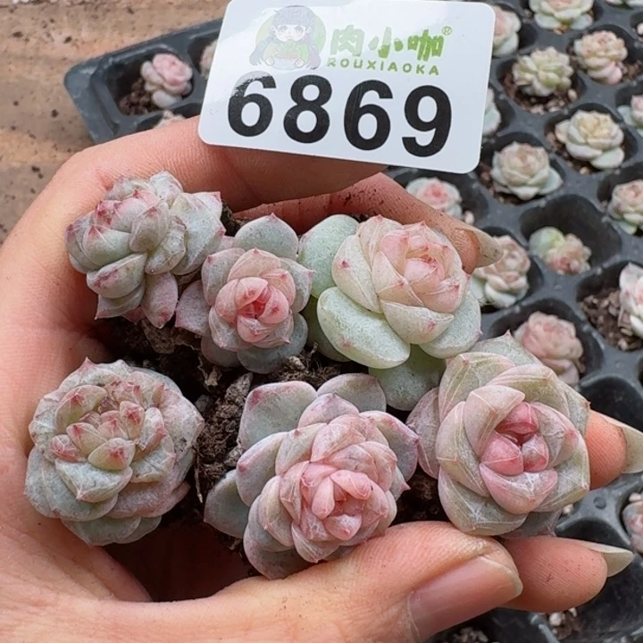 多肉植物多肉植物