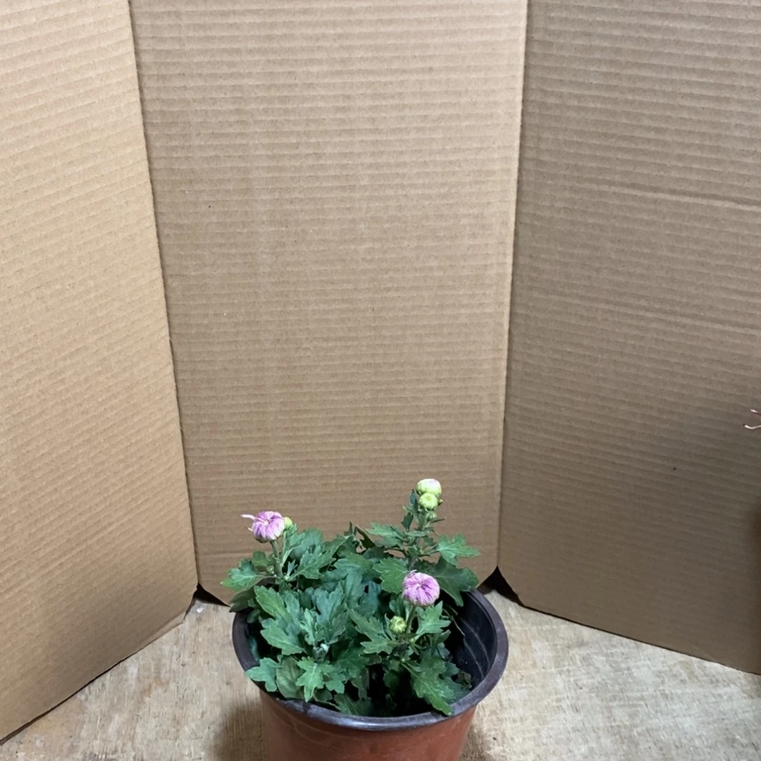 完全开放0000000199