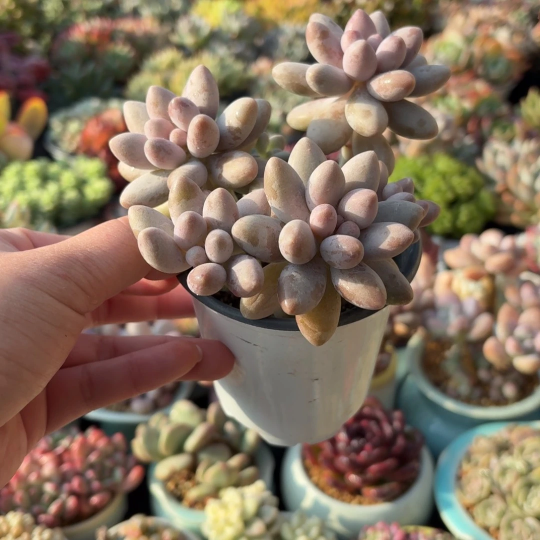 粉色恋人多肉整群9㎝盆