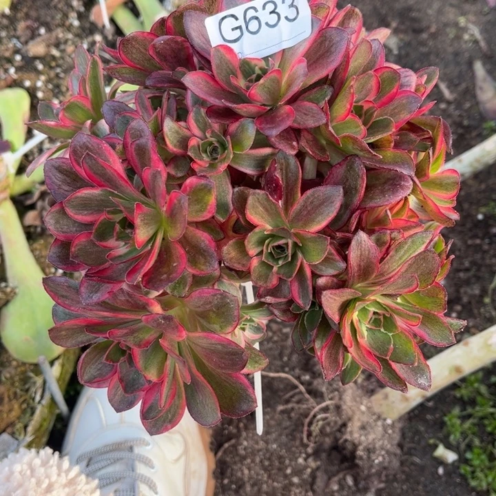 633魅金玫瑰锦砍头丛林