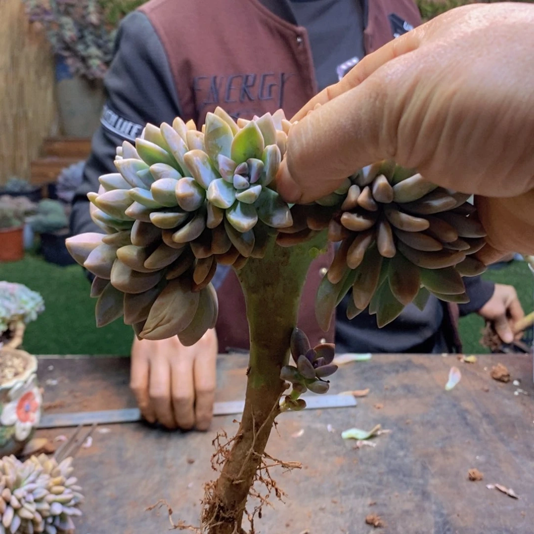 少**饺138号淡雪缀多肉