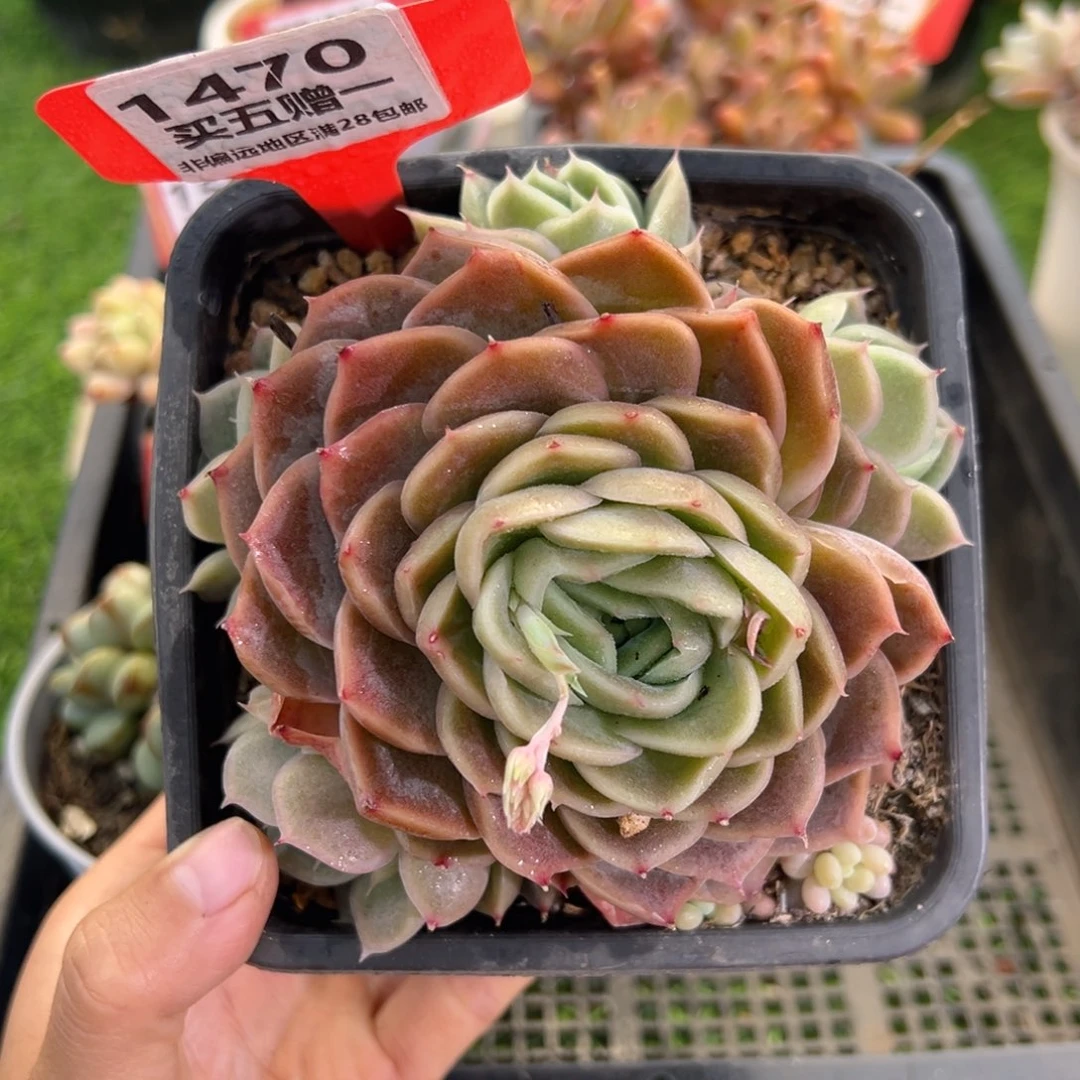 表妹精品多肉1470.