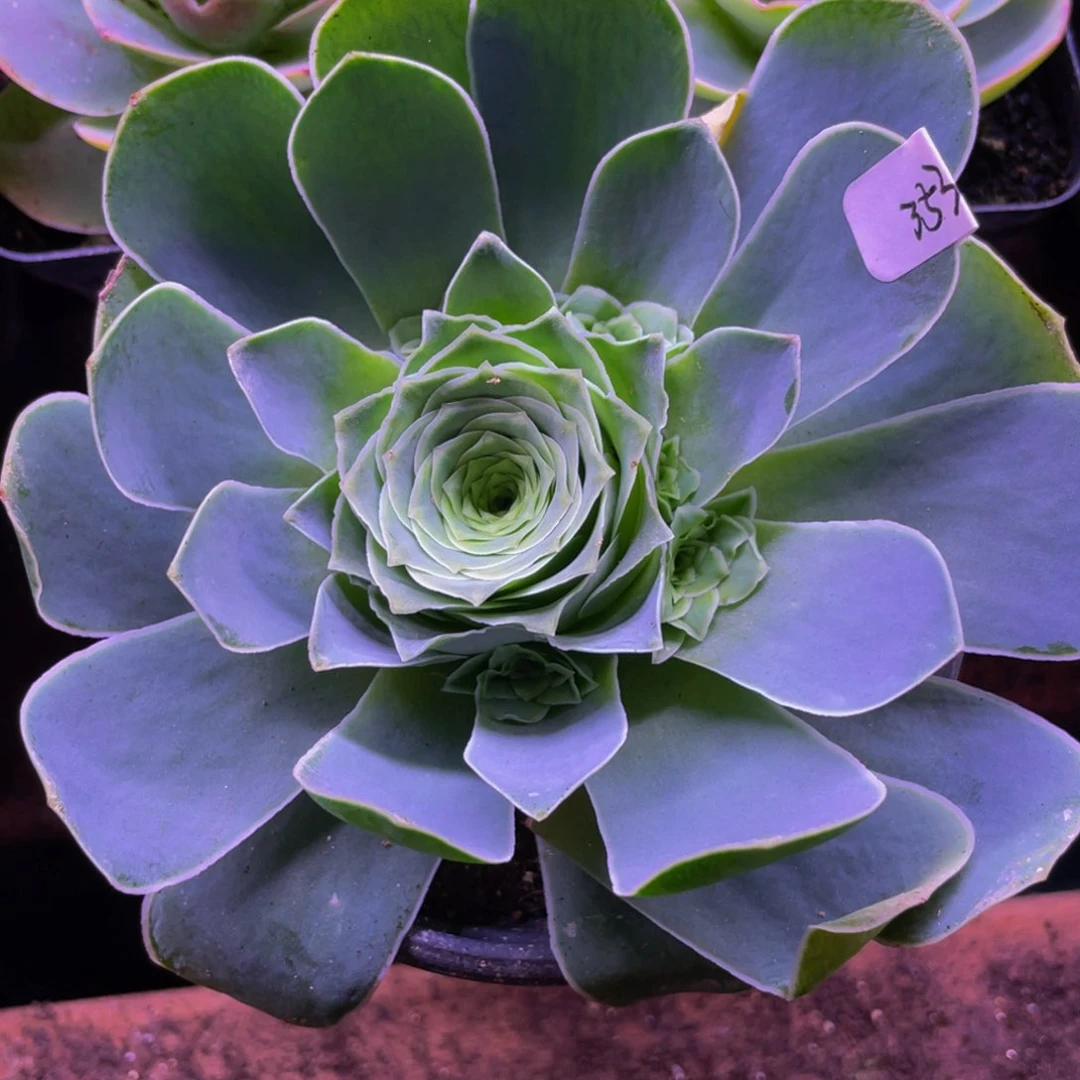 未***事玉球捧花353多肉植物hua hui