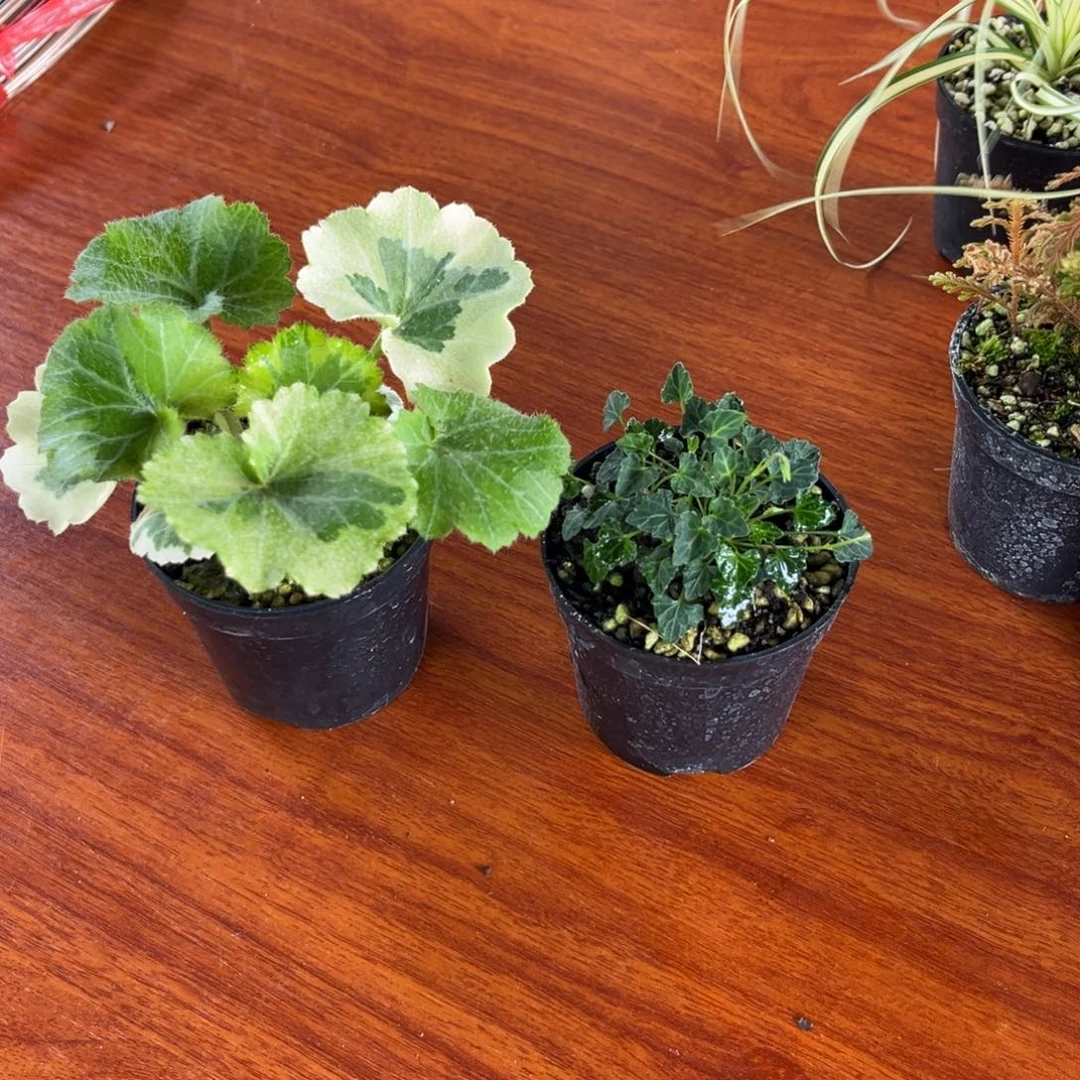 不开花植物乌***啦虎耳 屋久 姬竹