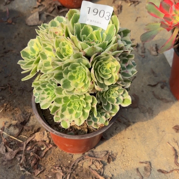 迈巴赫多肉处理不包断头1903