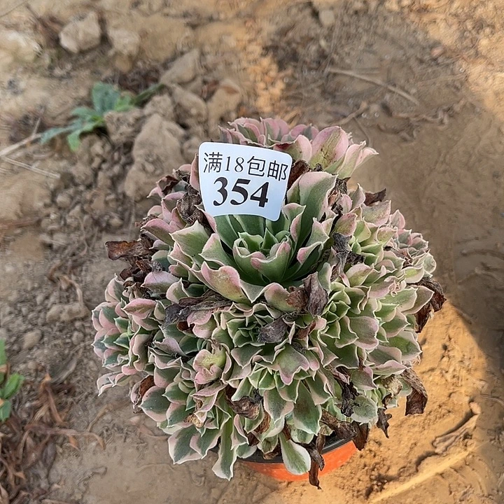 354白凤小手捧4号棚