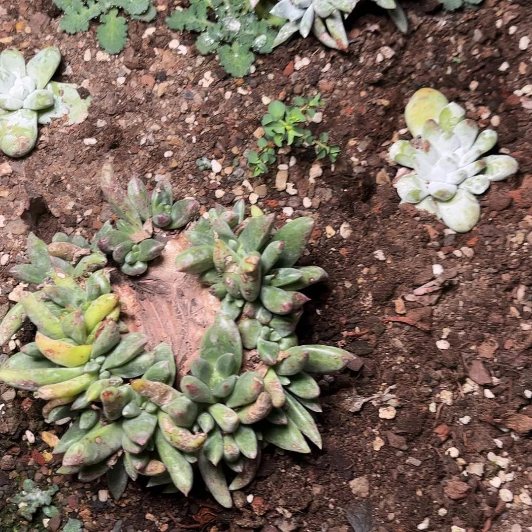 习*8473绿拇指杂交多肉