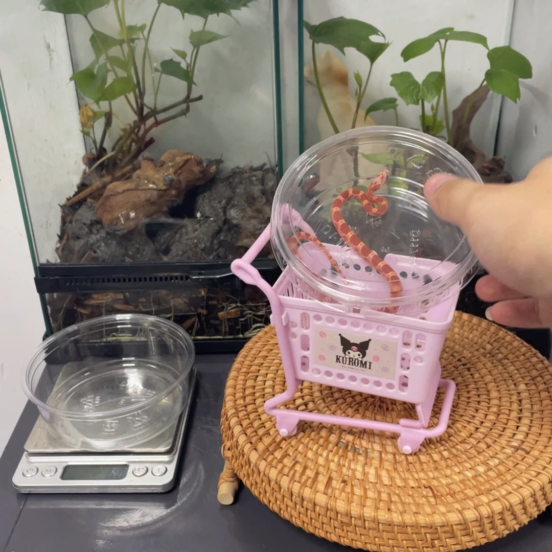彩色蚕宝宝辣条包邮包开食包售后15天
