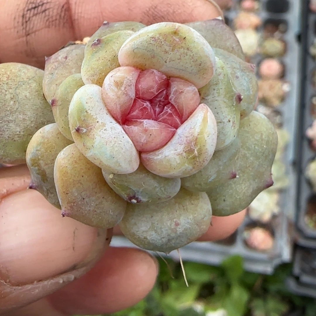 多肉小卡拉米糖心一物一拍