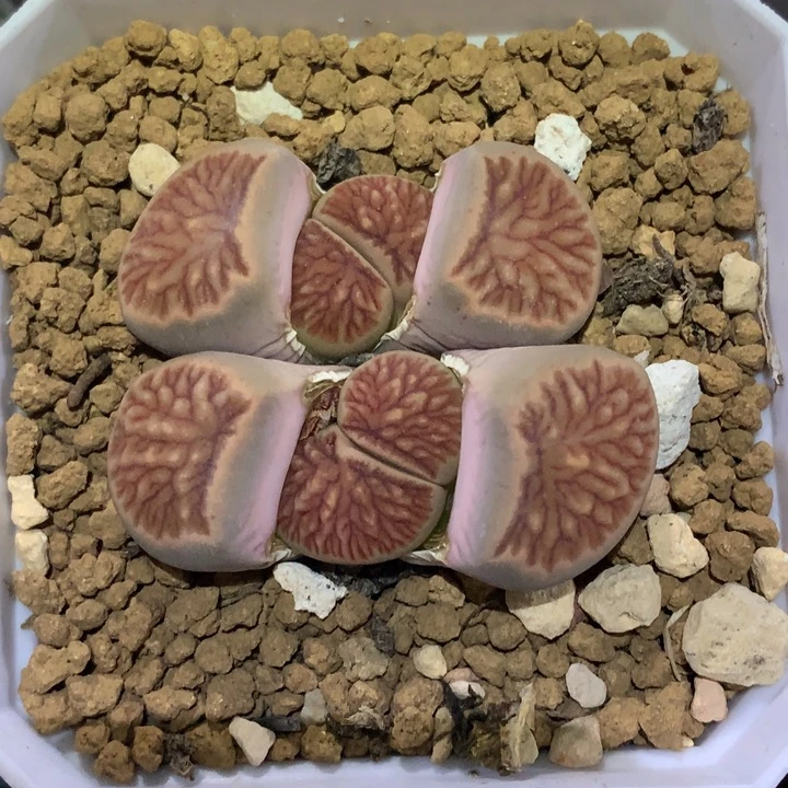 精品多肉植物大战僵尸先生们