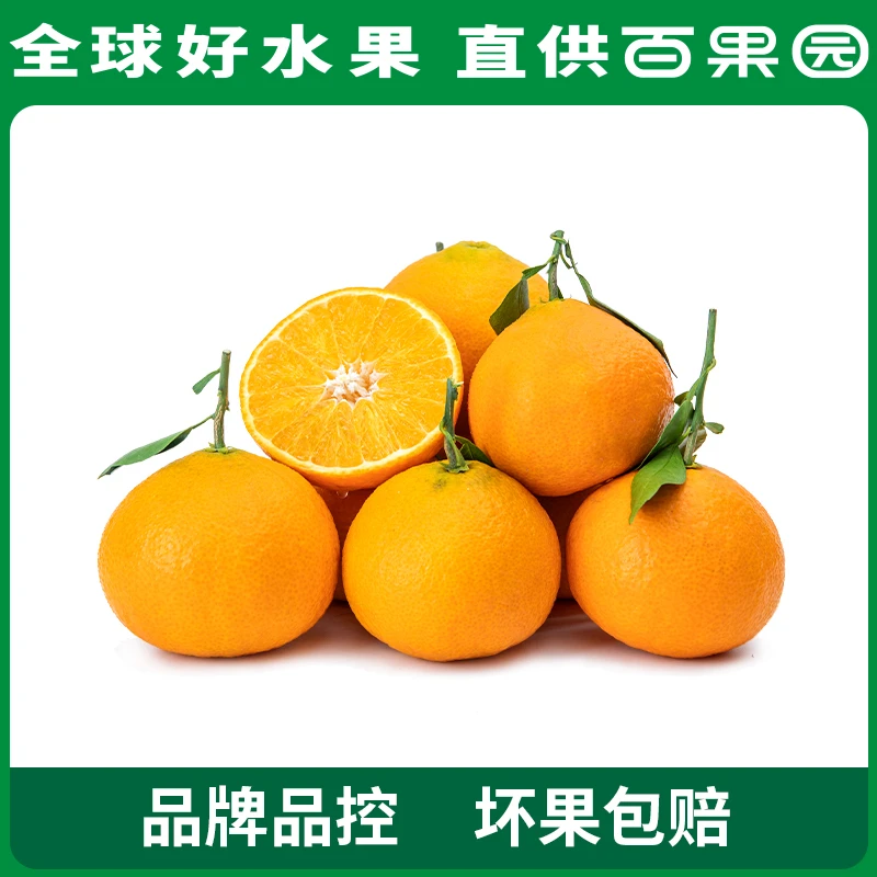 爱媛果冻橙4.5斤彩箱装 手剥橙子现摘柑橘新鲜水果箱礼