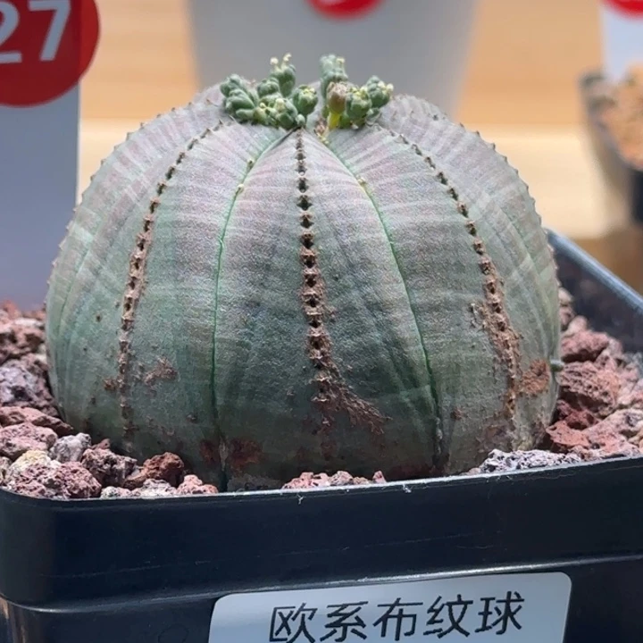 27号（欧系布纹八年老球）实生带盆（尺寸直径）-（ 6.1 ）厘米