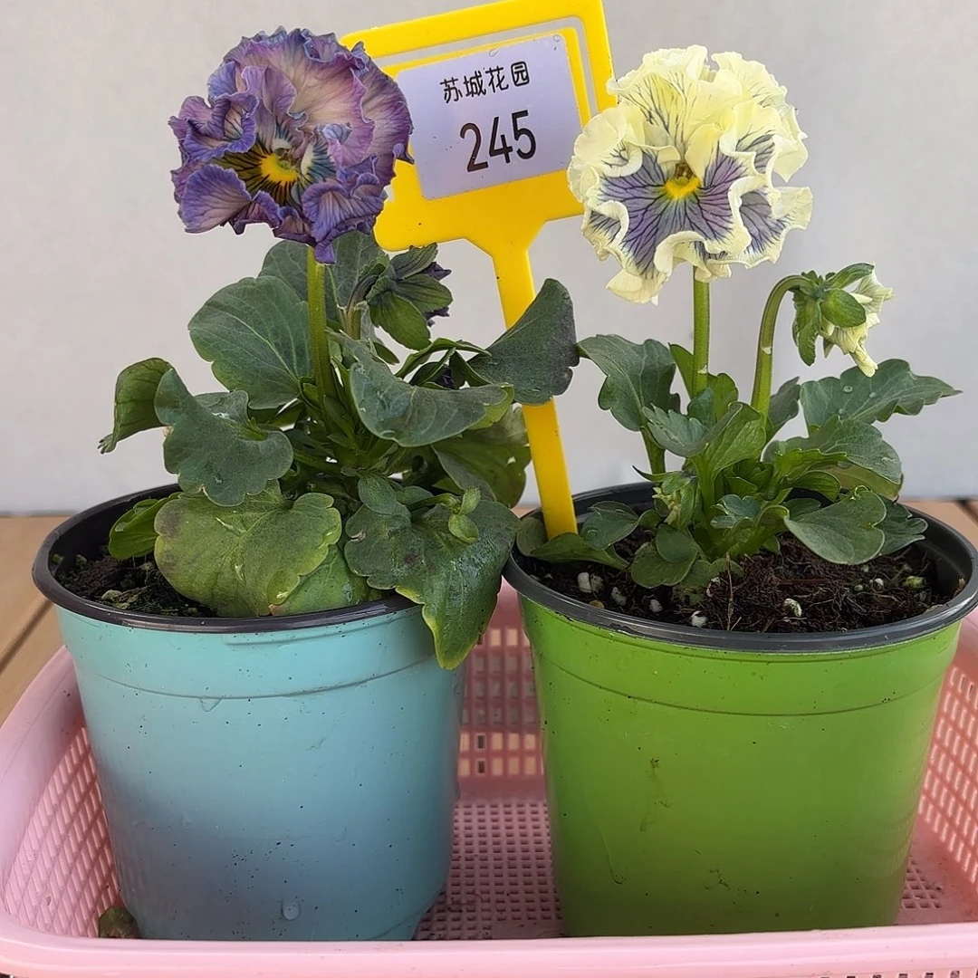 大部分开放少量花苞245