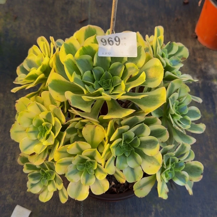 0000000000969绿豆沙
