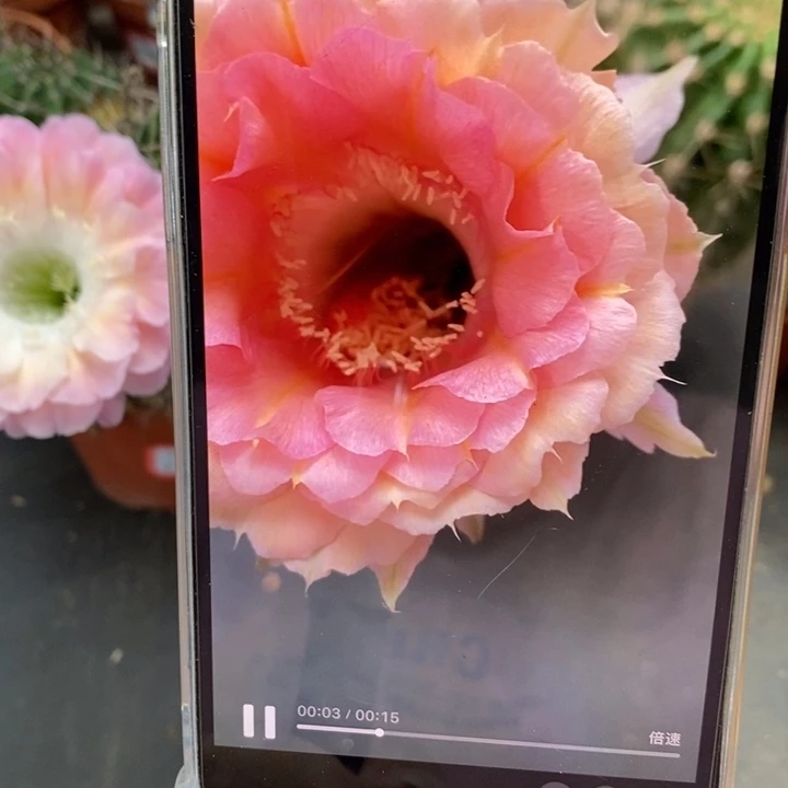 香香40号侧芽1.5公分左右