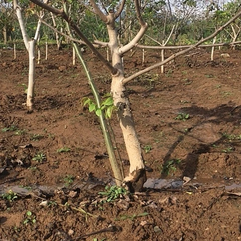 快***长元宝文玩核桃树苗