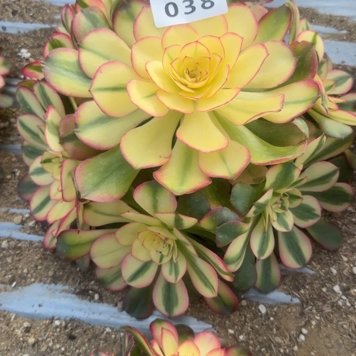 038荔枝。多肉植物