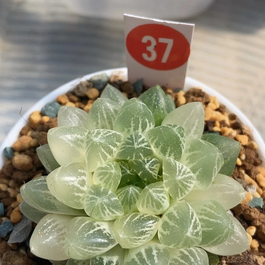 蜀***头雪花糊37111111111111