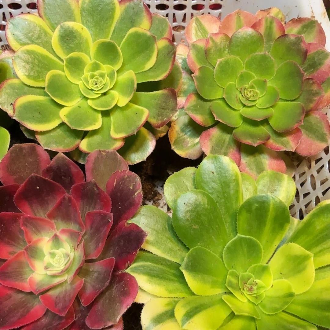 5棵不同品种6-10公分再送一颗