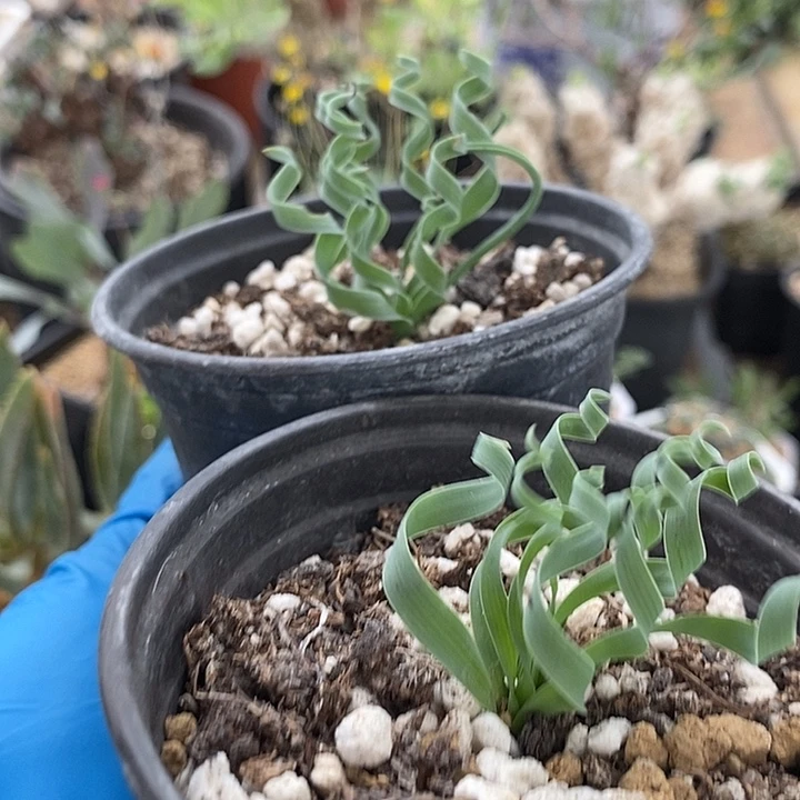 532贵妃弹簧草带盆2颗